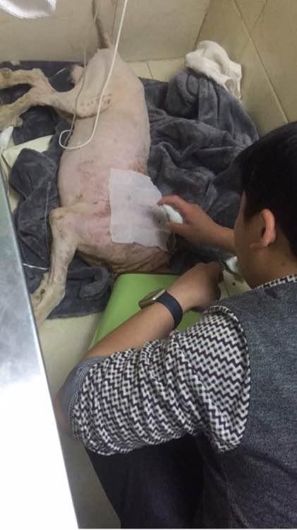 萨摩耶发出臭味,好心人二话不说直接给抱去了医院