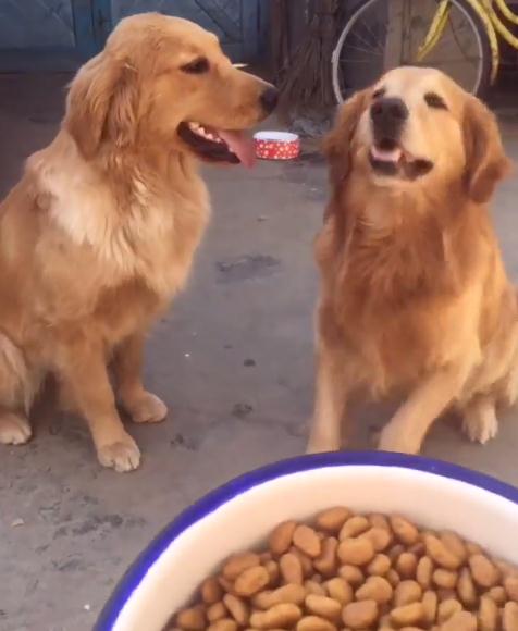 金毛对小孩儿温柔,金毛真是个暖男