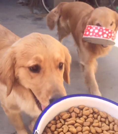 金毛对小孩儿温柔,金毛真是个暖男