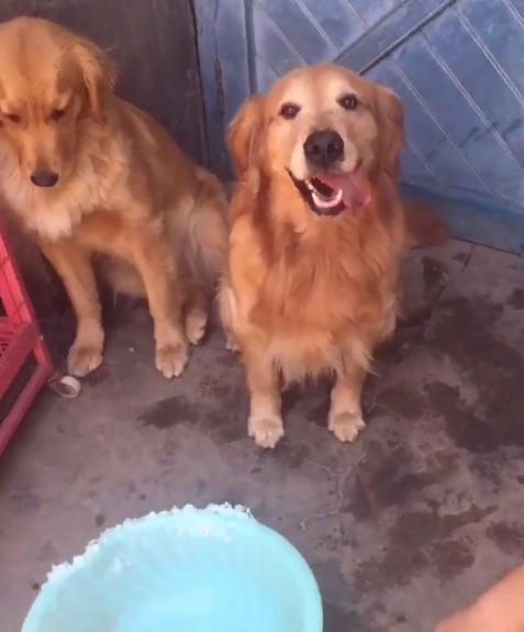 金毛对小孩儿温柔,金毛真是个暖男