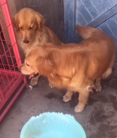 金毛对小孩儿温柔,金毛真是个暖男