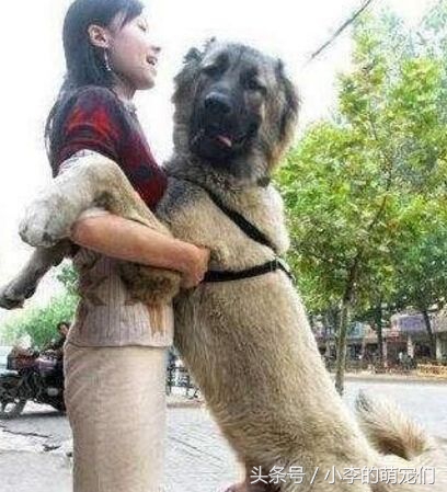 宠物知识学习,宠物狗知识全集