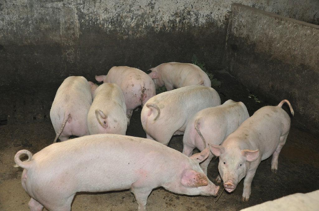 应激到底是什么?为什么现在的猪这么怕应激?