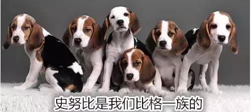 史努比狗是什么狗,史努比是一只什么品种的狗