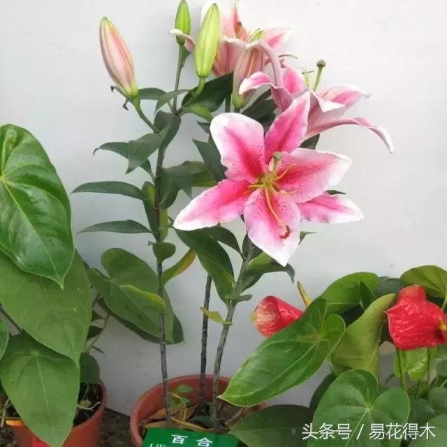 地栽百合花种球会自己繁殖吗,百合花的栽培视频