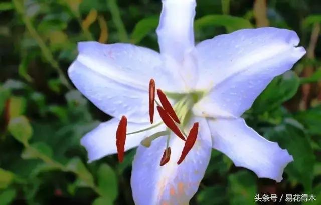 地栽百合花种球会自己繁殖吗,百合花的栽培视频
