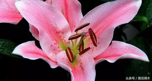 地栽百合花种球会自己繁殖吗,百合花的栽培视频