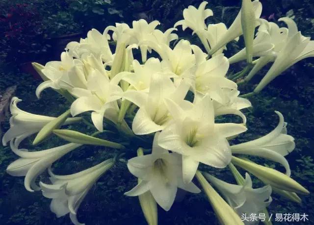 地栽百合花种球会自己繁殖吗,百合花的栽培视频