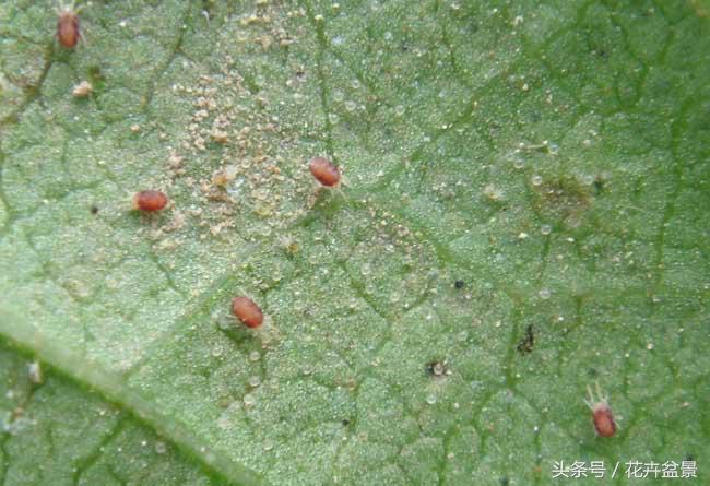 蚧壳虫蚜虫红蜘蛛给什么药,蚜虫红蜘蛛白粉虱用什么药