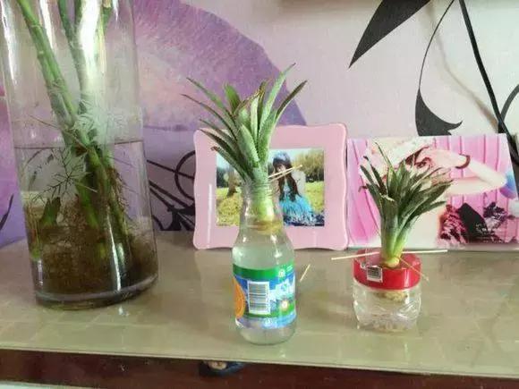 盆栽菠萝能长叶结果，苹果籽也能种出漂亮的小盆栽
