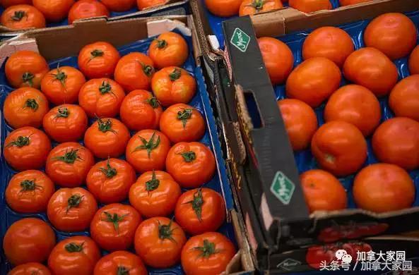 加拿大黑名单,黑名单加拿大