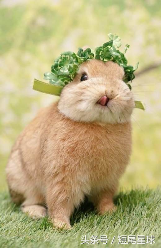 兔子感冒症状治疗方法,兔子感冒了后头歪怎么办