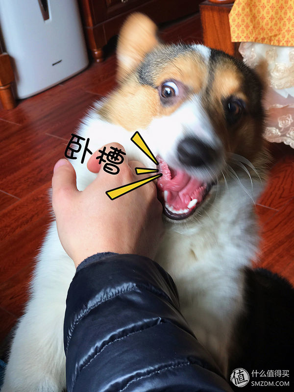 目测托米你要火！丝倍亮成犬全价托米亲吃评测以及托米的成长史