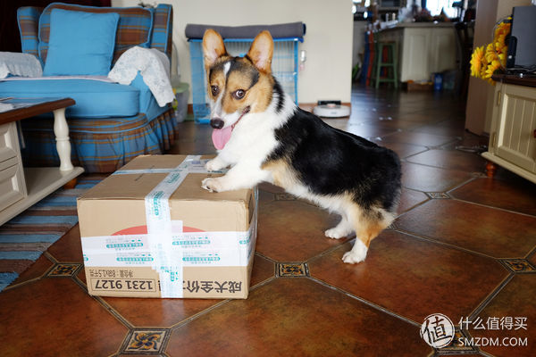 目测托米你要火！丝倍亮成犬全价托米亲吃评测以及托米的成长史