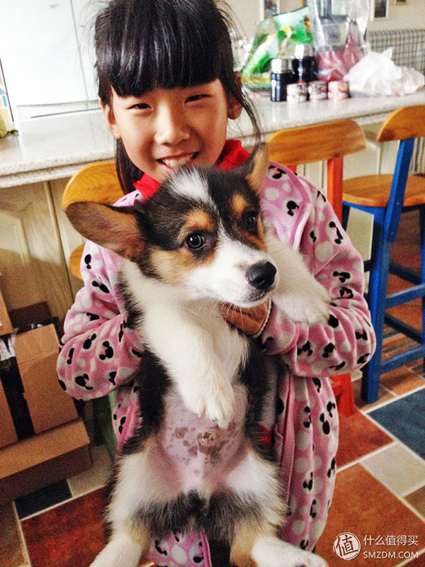 目测托米你要火！丝倍亮成犬全价托米亲吃评测以及托米的成长史