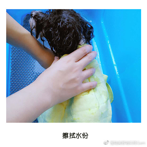 宠物美容学校第一节课学什么,宠物美容学习第一步