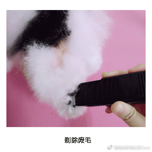 宠物美容学校第一节课学什么,宠物美容学习第一步