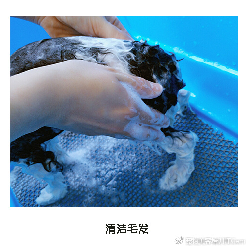 宠物美容学校第一节课学什么,宠物美容学习第一步