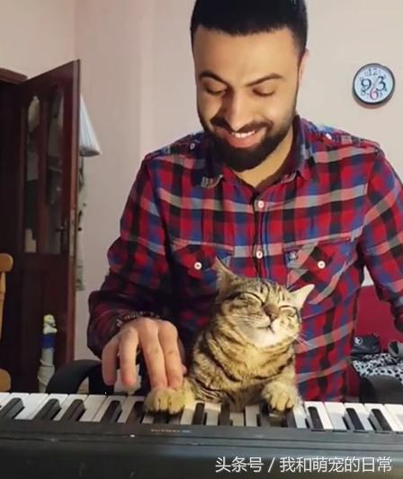 原来猫真的会弹钢琴,史上会弹钢琴的猫咪