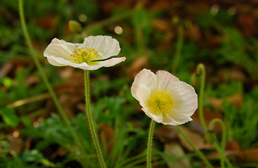 虞美人的花多彩丰富,薄薄的花瓣质薄如绫,光洁似绸,飘然欲飞