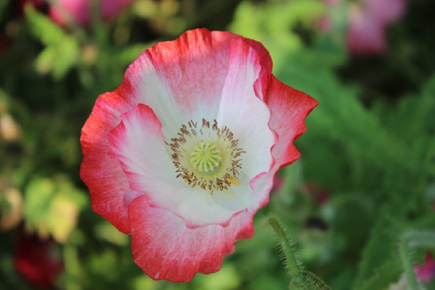 虞美人的花多彩丰富,薄薄的花瓣质薄如绫,光洁似绸,飘然欲飞