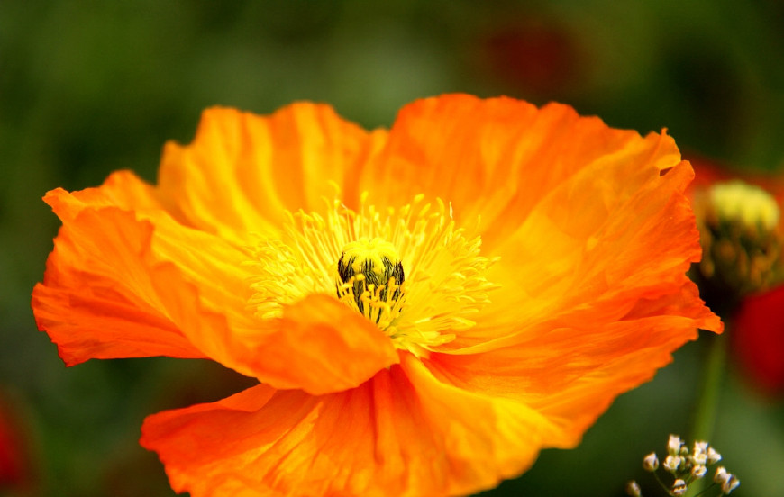 虞美人的花多彩丰富,薄薄的花瓣质薄如绫,光洁似绸,飘然欲飞