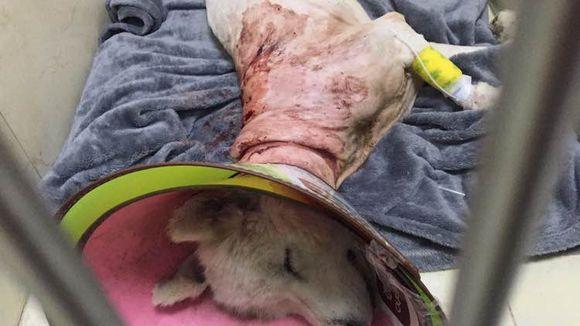 萨摩耶发出臭味,好心人二话不说直接给抱去了医院