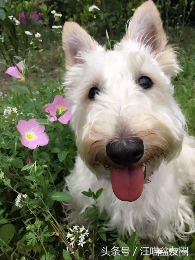 狗狗用饮水器总是湿嘴,狗狗用水嘴喝水会怎么样