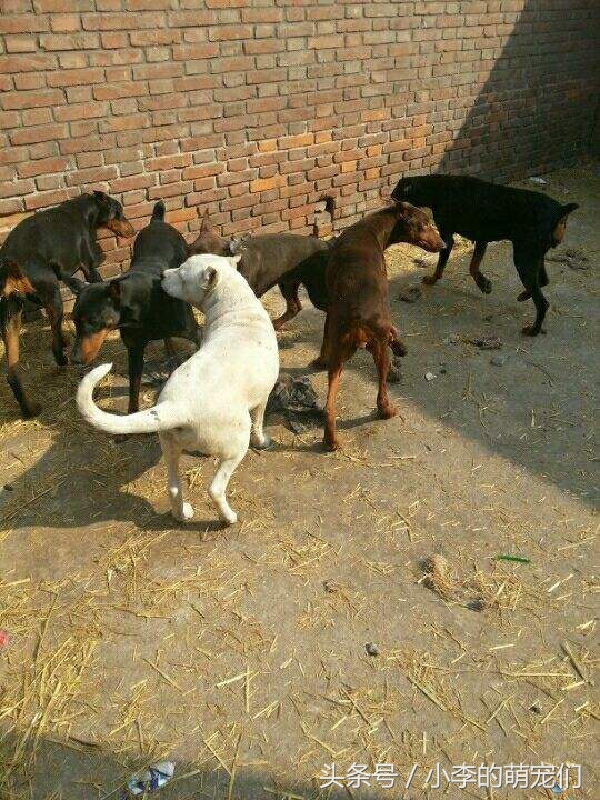 宠物知识学习,宠物狗知识全集