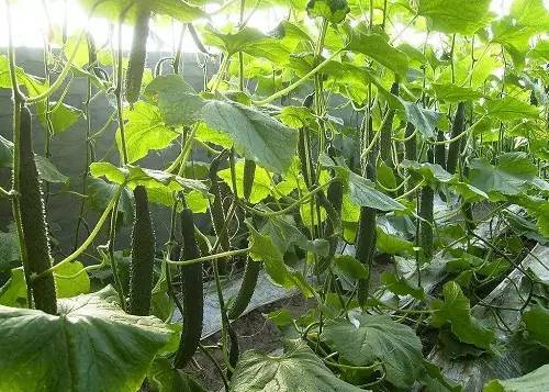 我们常吃的菜有哪些,现在我们做饭都是三鲜馅儿怎么办