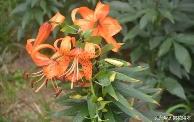 地栽百合花种球会自己繁殖吗,百合花的栽培视频