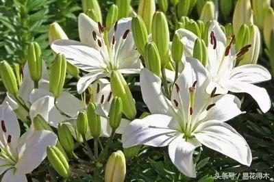 地栽百合花种球会自己繁殖吗,百合花的栽培视频