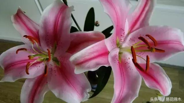 地栽百合花种球会自己繁殖吗,百合花的栽培视频