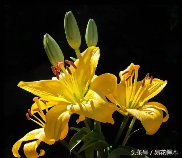 地栽百合花种球会自己繁殖吗,百合花的栽培视频