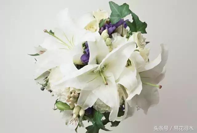 地栽百合花种球会自己繁殖吗,百合花的栽培视频