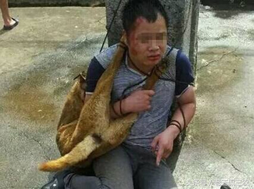 家里的狗突然没了什么寓意,如果自己家的狗不见了怎么办