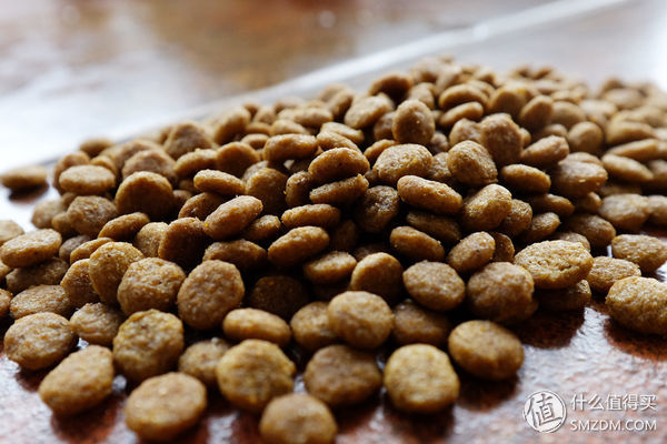 目测托米你要火！丝倍亮成犬全价托米亲吃评测以及托米的成长史