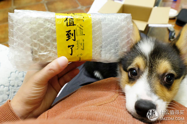 目测托米你要火！丝倍亮成犬全价托米亲吃评测以及托米的成长史