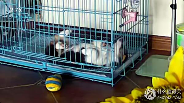 目测托米你要火！丝倍亮成犬全价托米亲吃评测以及托米的成长史