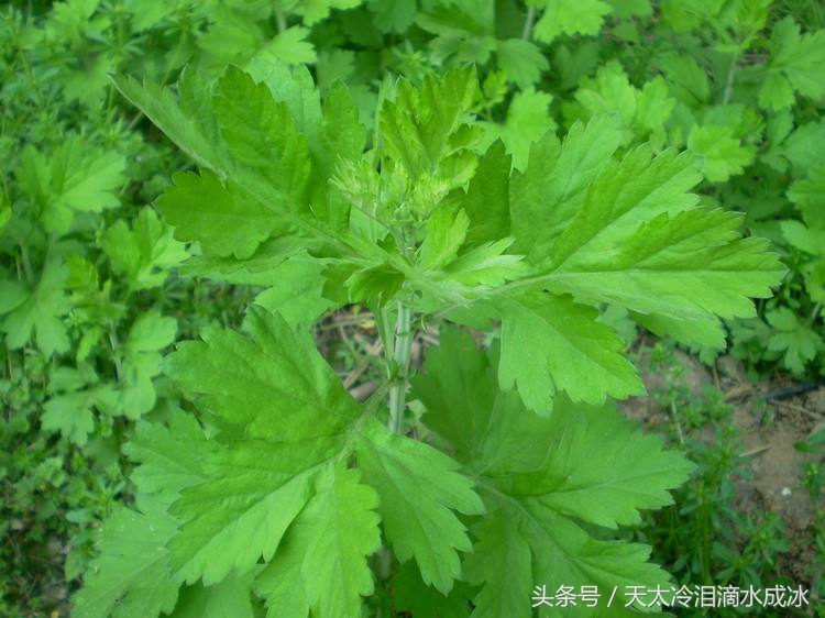 家里养上盆栽艾草，夏季没蚊虫咬，又美观又能养生，简直是赚到了