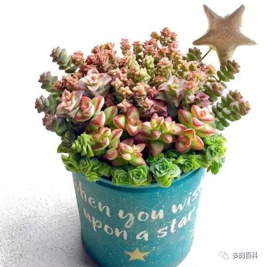 多肉土壤板结了怎么办,多肉土壤板结会怎样