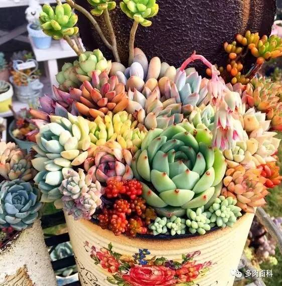 多肉土壤板结了怎么办,多肉土壤板结会怎样