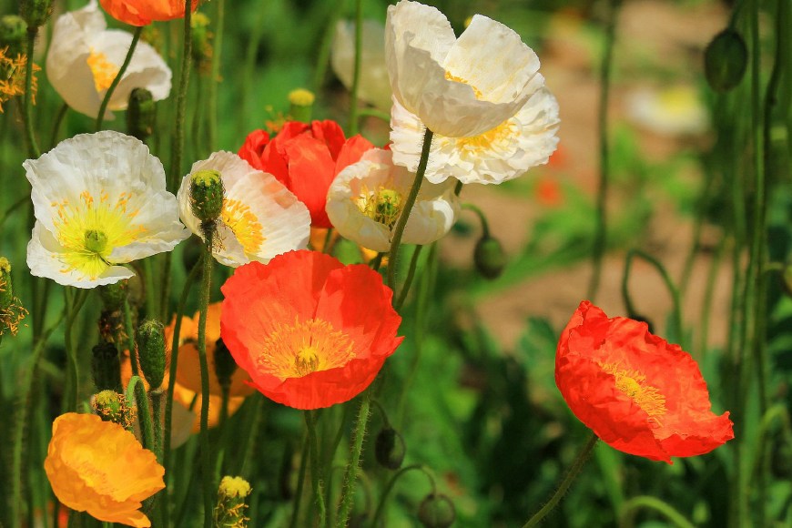 虞美人的花多彩丰富,薄薄的花瓣质薄如绫,光洁似绸,飘然欲飞