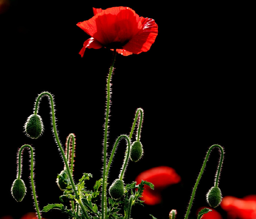 虞美人的花多彩丰富,薄薄的花瓣质薄如绫,光洁似绸,飘然欲飞