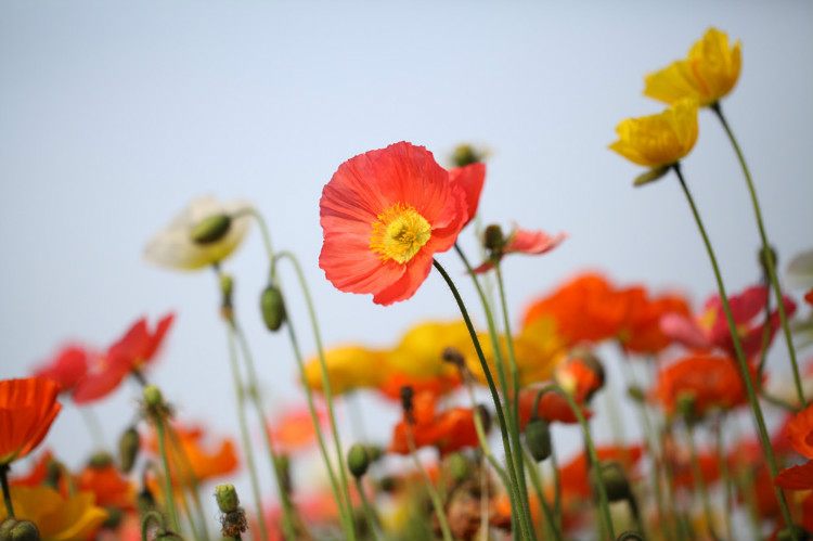 虞美人的花多彩丰富,薄薄的花瓣质薄如绫,光洁似绸,飘然欲飞