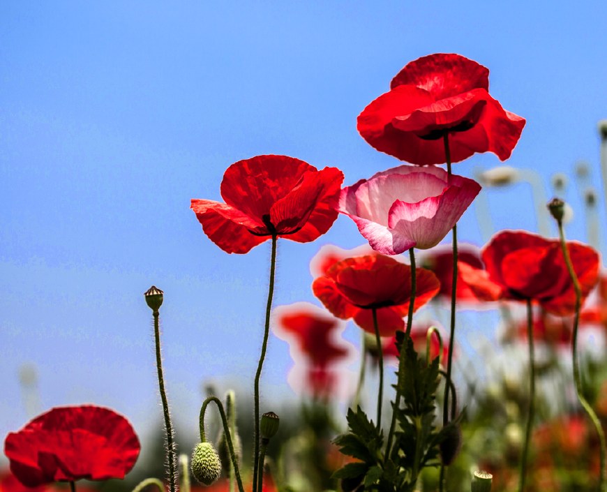 虞美人的花多彩丰富,薄薄的花瓣质薄如绫,光洁似绸,飘然欲飞
