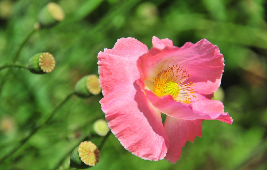 虞美人的花多彩丰富,薄薄的花瓣质薄如绫,光洁似绸,飘然欲飞