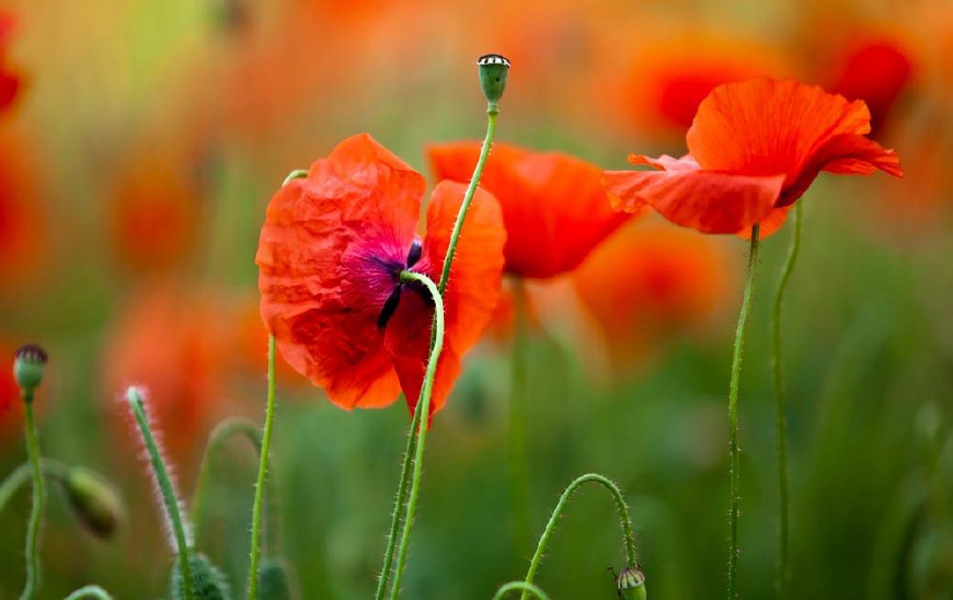 虞美人的花多彩丰富,薄薄的花瓣质薄如绫,光洁似绸,飘然欲飞