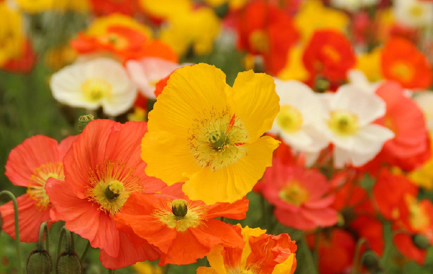 虞美人的花多彩丰富,薄薄的花瓣质薄如绫,光洁似绸,飘然欲飞