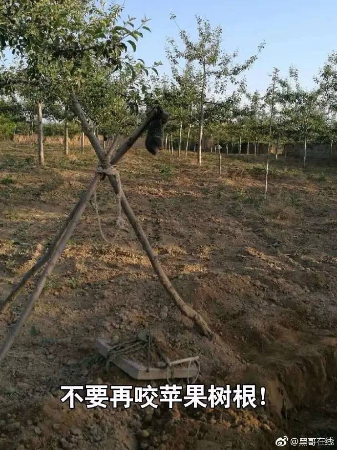 果园灭鼠最佳方法,洛川专业灭鼠